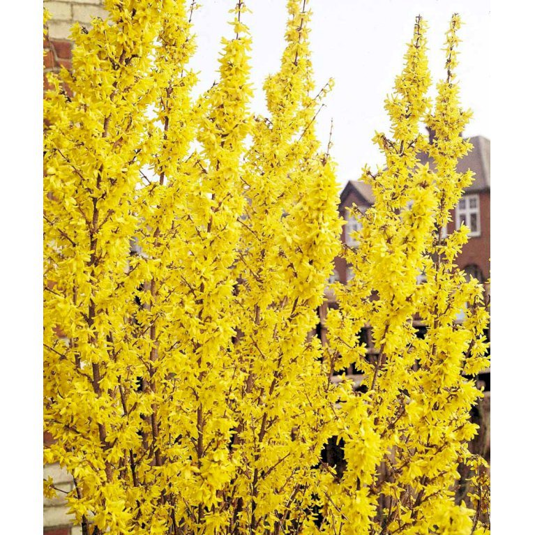 Forsytia 'Lynwood'