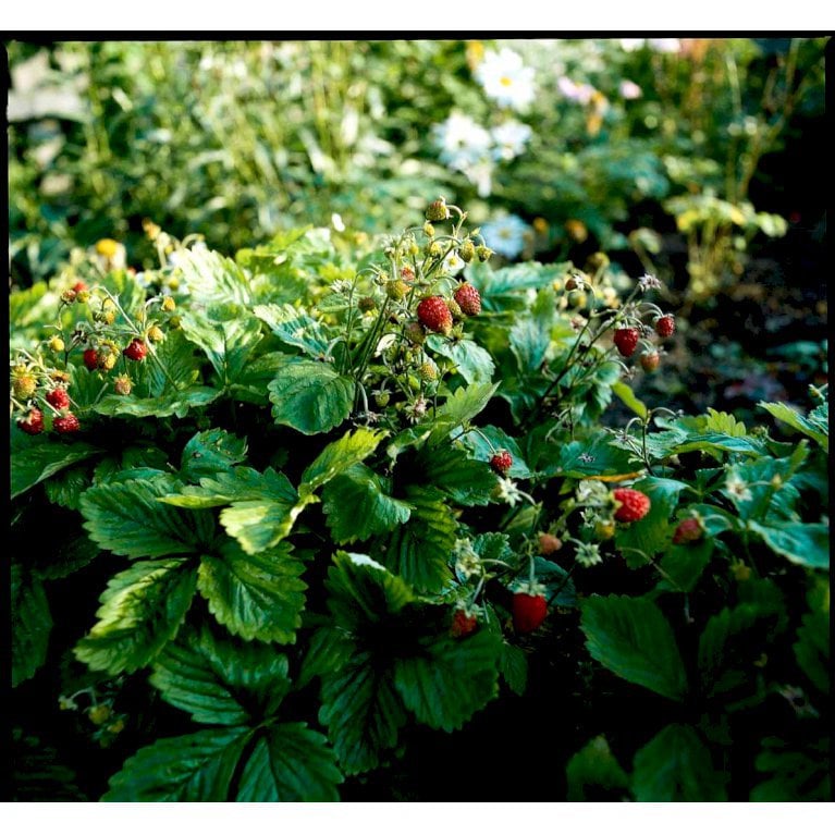 Skovjordbær / Immerbær (Hjemmehørende art)