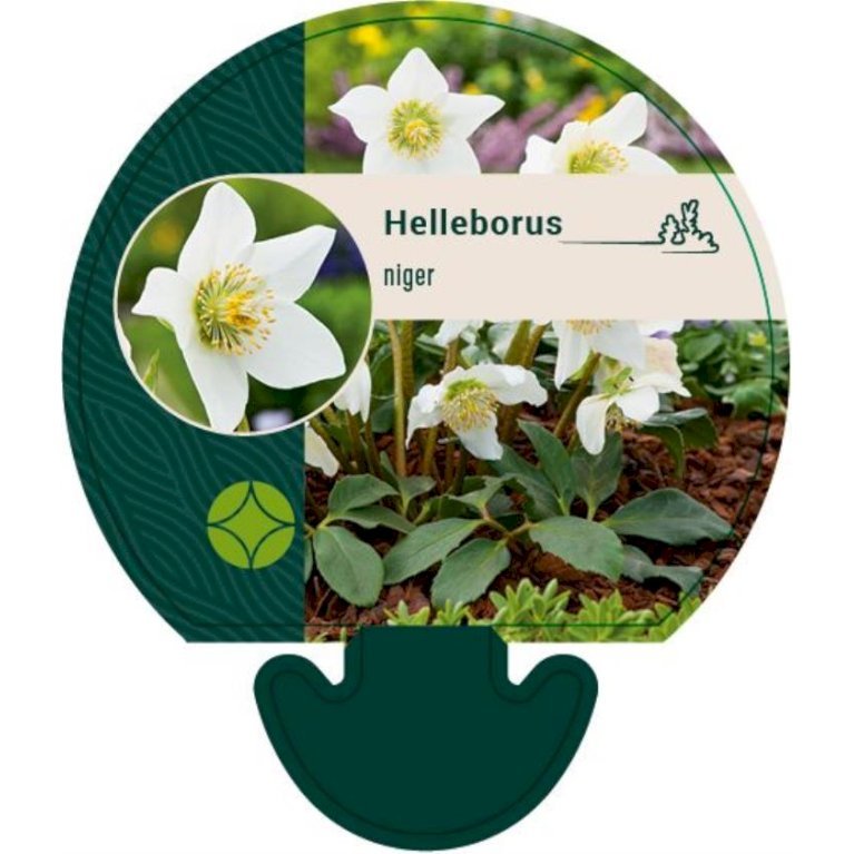 Julerose