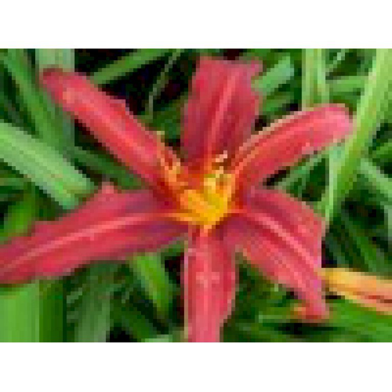 Daglilje 'Crimson Pirate'