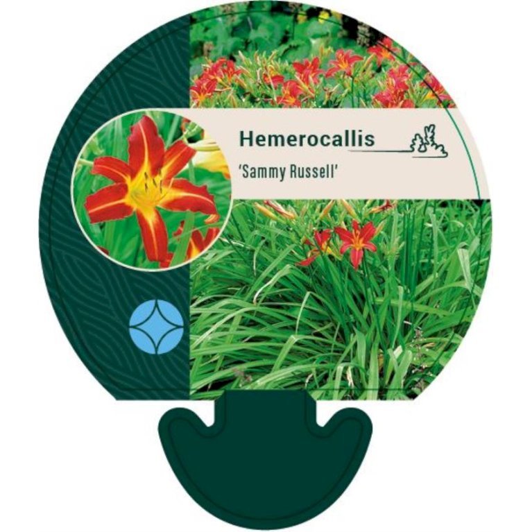 Daglilje 'Sammy Russel'