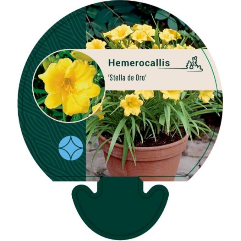 Daglilje 'Stella de Oro'