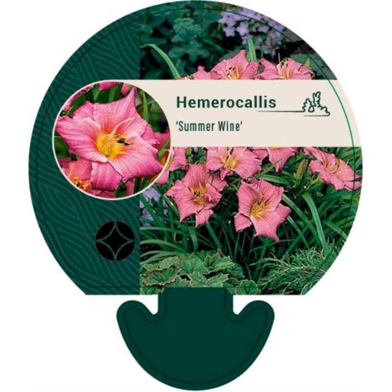 Daglilje 'Summer Wine'