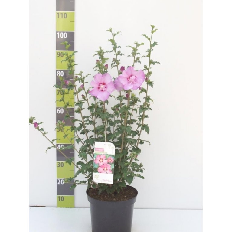 Syrisk Rose 'Woodbridge'