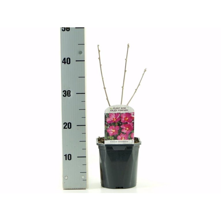 Syrisk Rose 'Woodbridge'