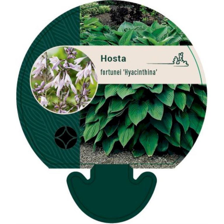 Funkia 'Hyacinthina'