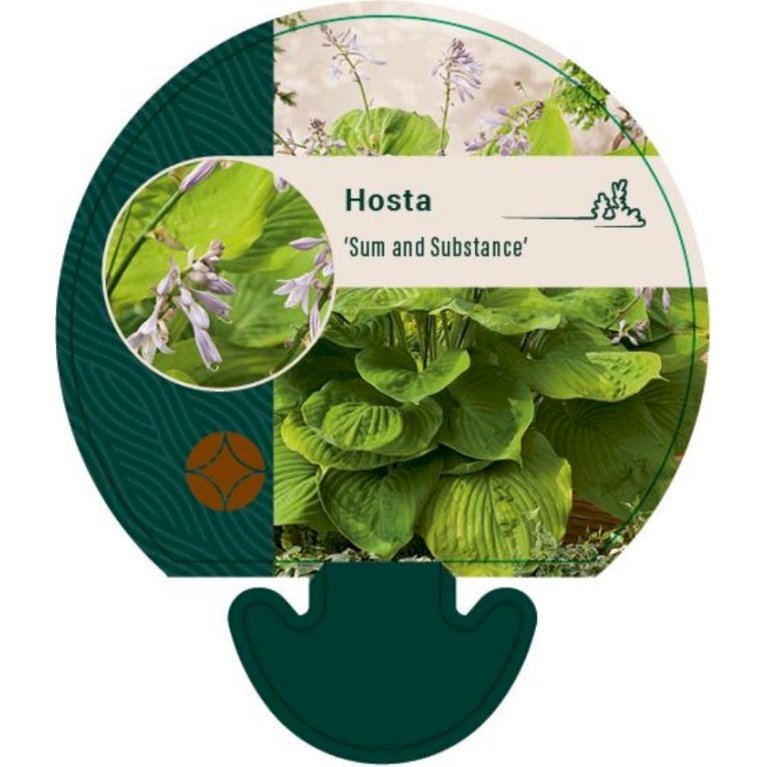 Funkia 'Sum and Substance'