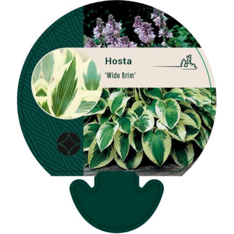 Funkia 'Wide Brim'