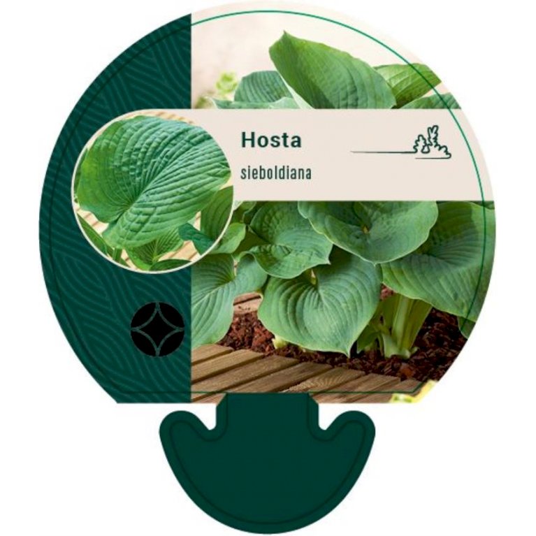 Von Siebold's Funkia - Hosta sieboldiana (0,8 liter potte)