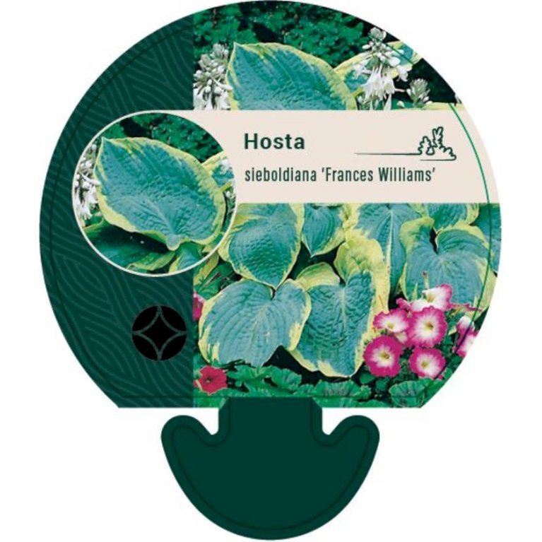 Funkia 'Frances Williams'