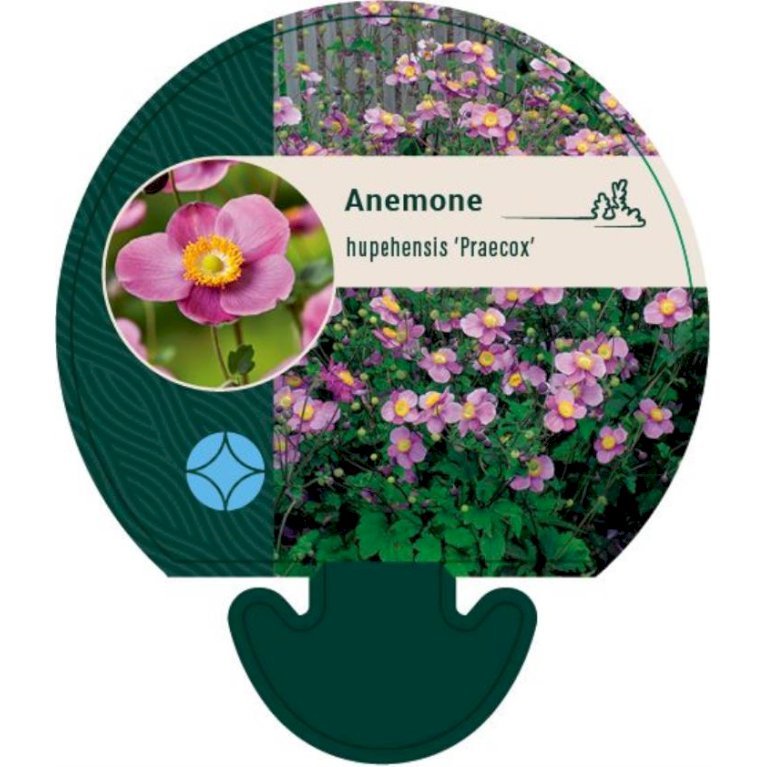 Høstanemone 'Praecox'