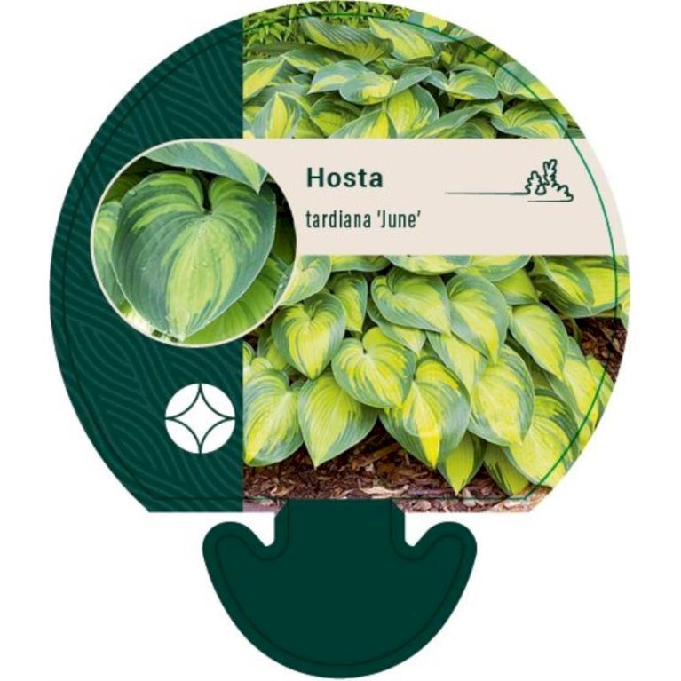Hosta 'June'