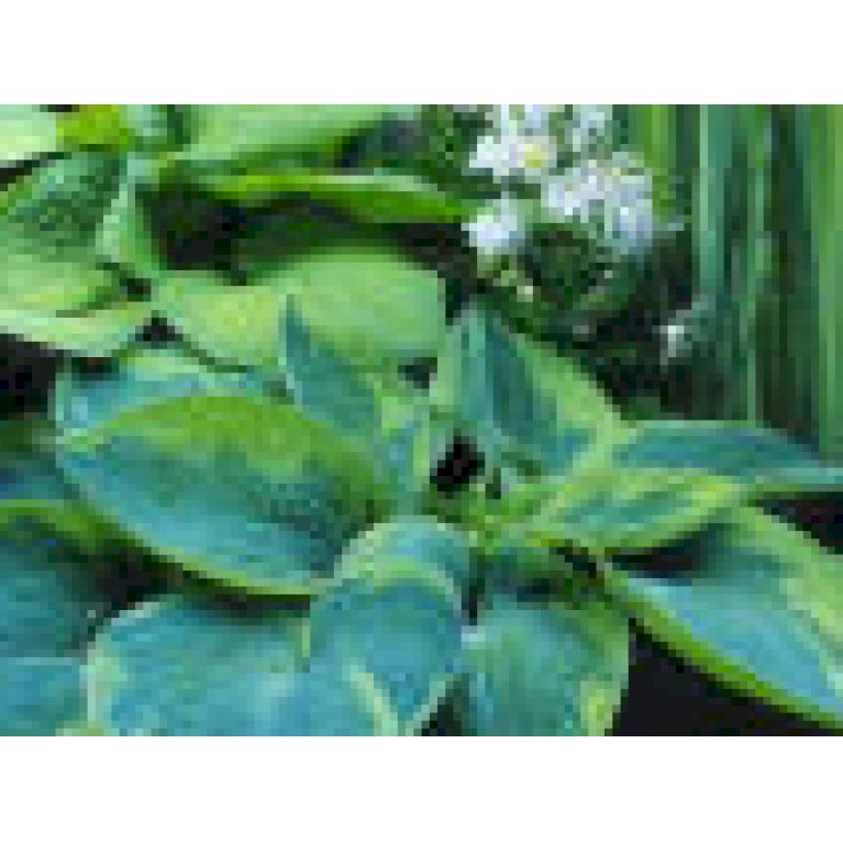 Funkia 'Flavocicnalis'