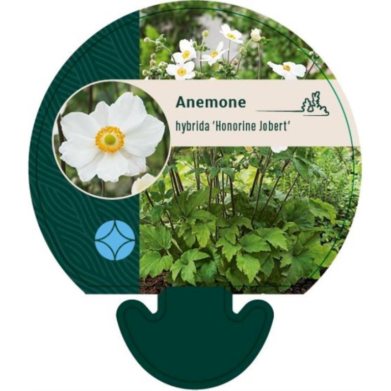 Høstanemone 'Honorine Jobert'