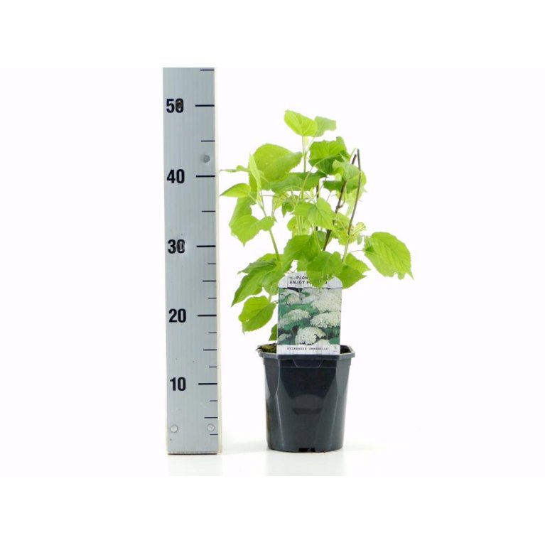 Træagtig Hortensia 'Annabelle'