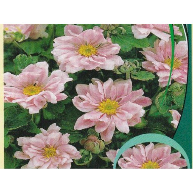 Høstanemone 'Königin Charlotte' - Anemone japonica 'Königin Charlotte' (3,0 liter potte)