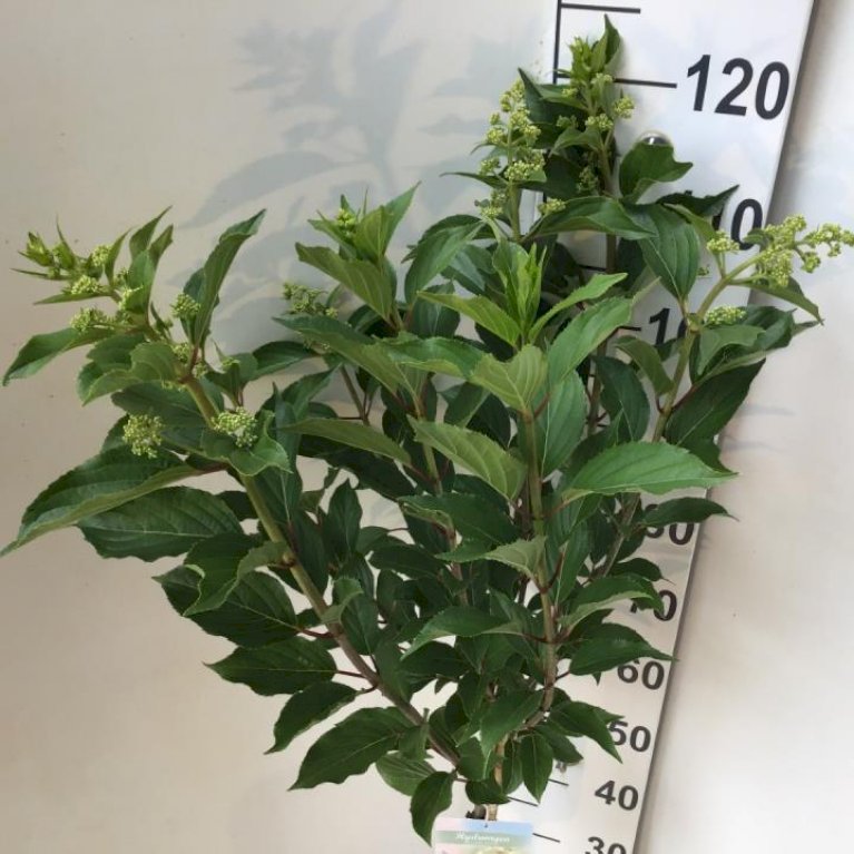 Syrén-Hortensia 'Kyushu'