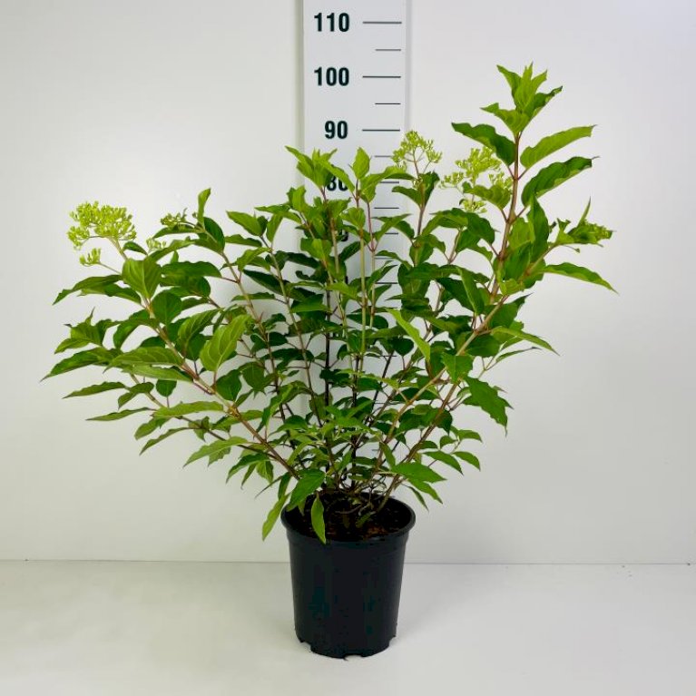 Syrén-Hortensia 'Kyushu'