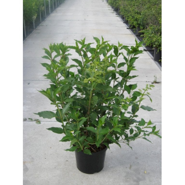 Syrén-Hortensia 'Kyushu' - Hydrangea paniculata 'Kyushu' (Opstammet 60 cm. 7,5 liter potte)
