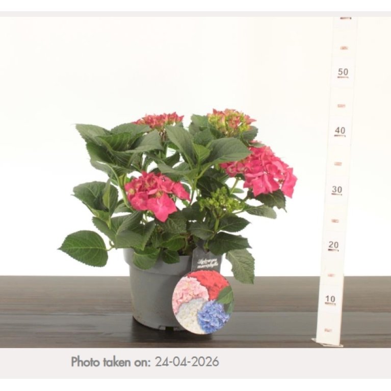 Hortensia 'Hot Red'