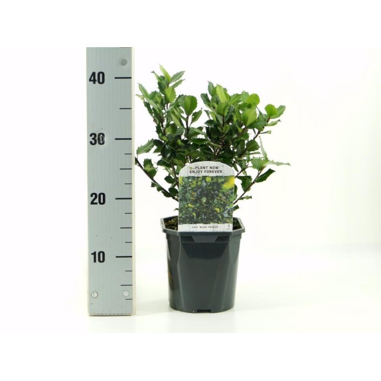 Kristtorn 'Blue Prince'