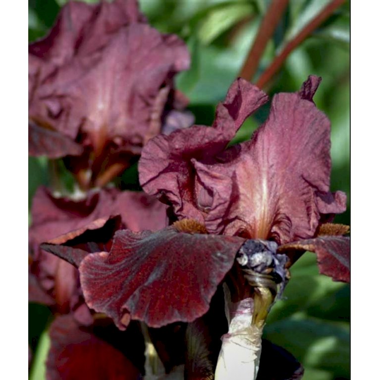 Iris 'Red Orchid'