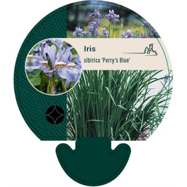 Sibirisk Iris