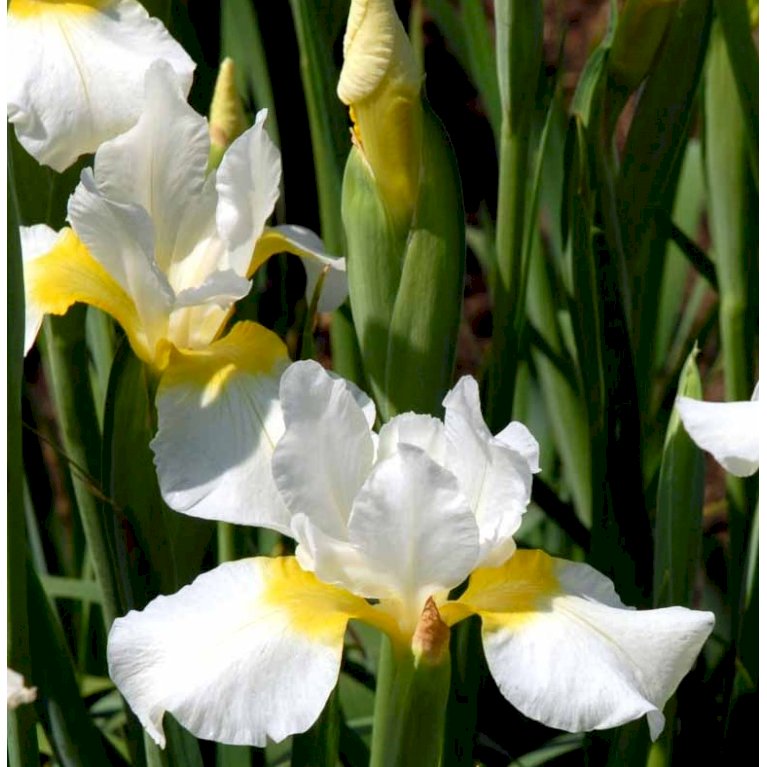 Sibirisk Iris 'Snow Queen'