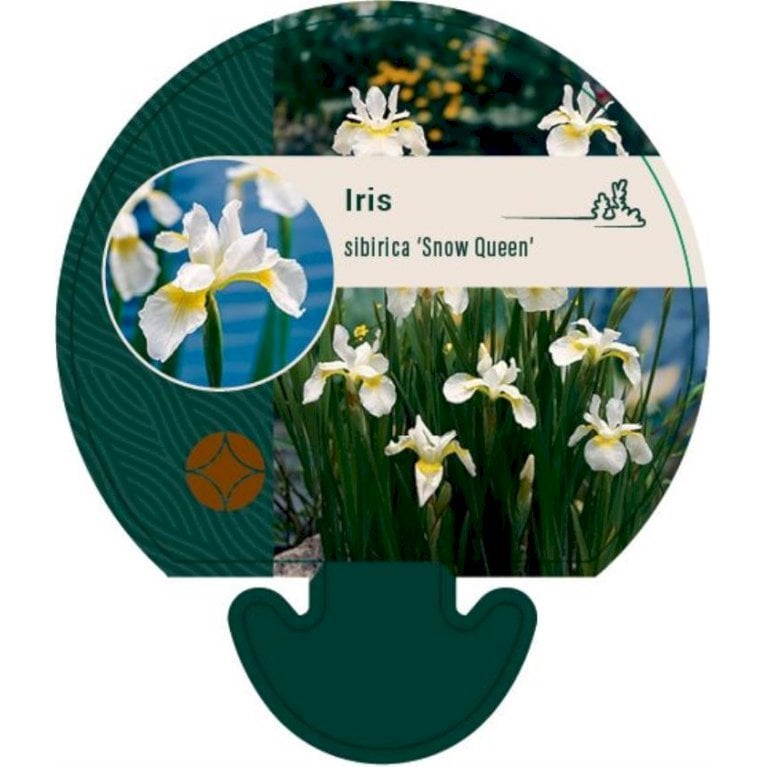 Sibirisk Iris 'Snow Queen'