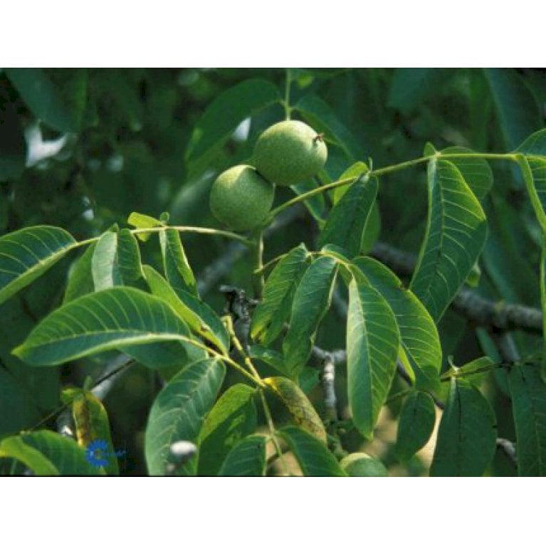 Valnød - Juglans regia (Barrods, 2 års (1 1) 40-60 cm.)