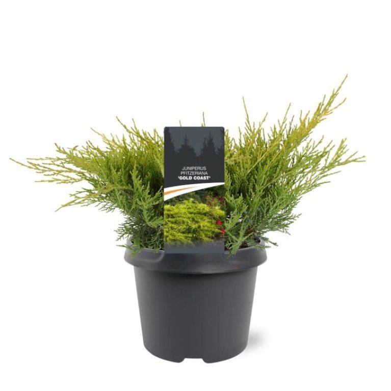 Kinesisk Enebær 'Gold Coast'
