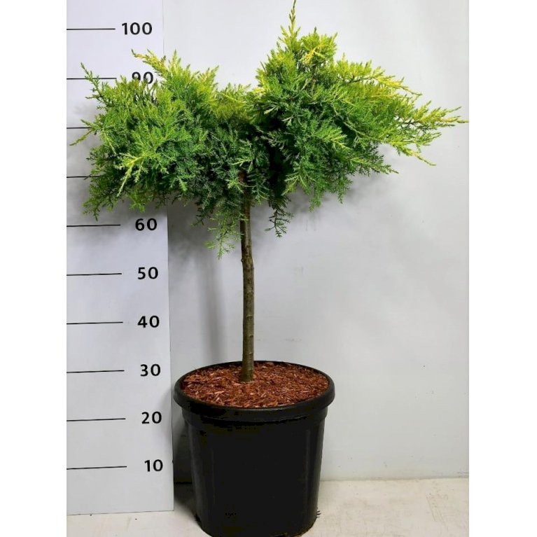 Kinesisk Enebær 'Pfitzeriana Aurea'