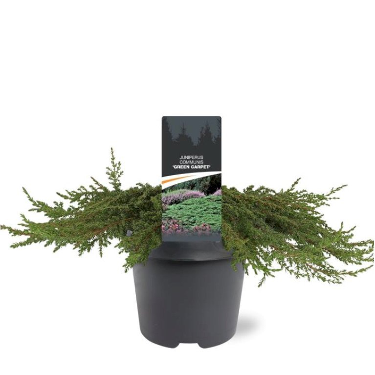 Almindelig Enebær 'Green Carpet'