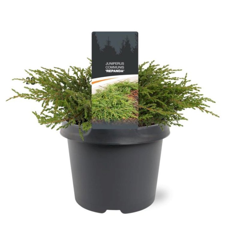 Almindelig Enebær 'Repanda'