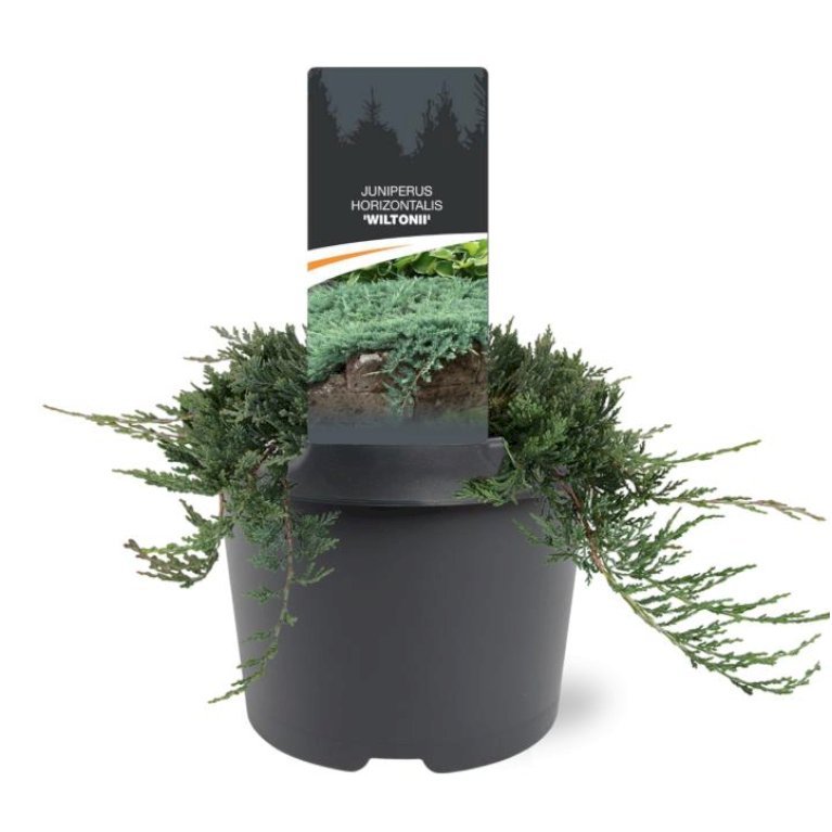 Krybende Enebær 'Wiltonii'