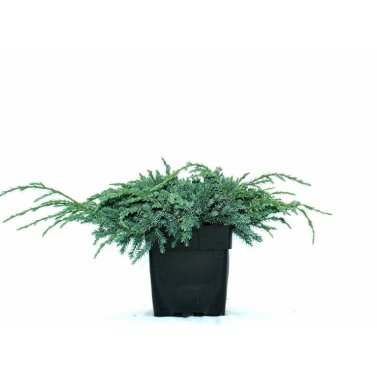 Lavtvoksende Blå Enebær 'Blue Carpet'