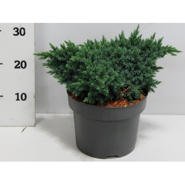 Lavtvoksende Blå Enebær 'Blue Star'