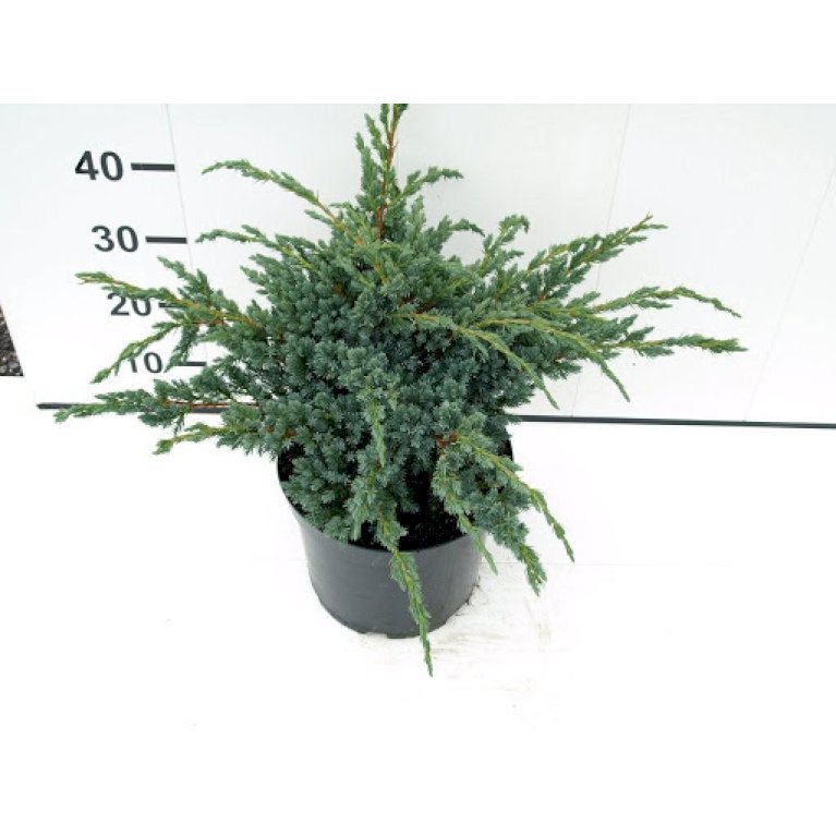 Blå Enebær 'Meyeri' - Juniperus squamata 'Meyeri' (3 Liter potte)