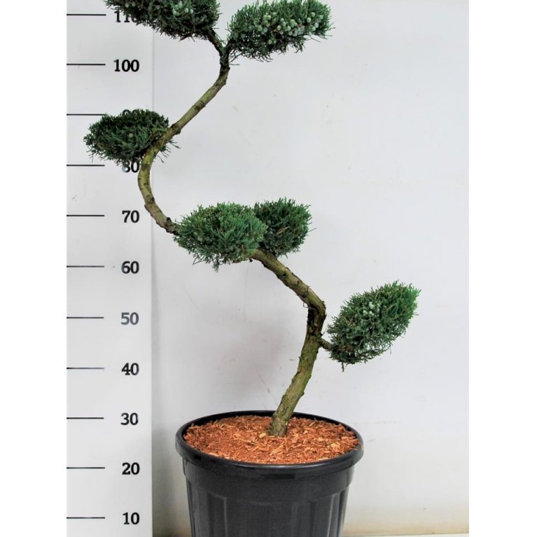 Blyants Enebær 'Grey Owl'