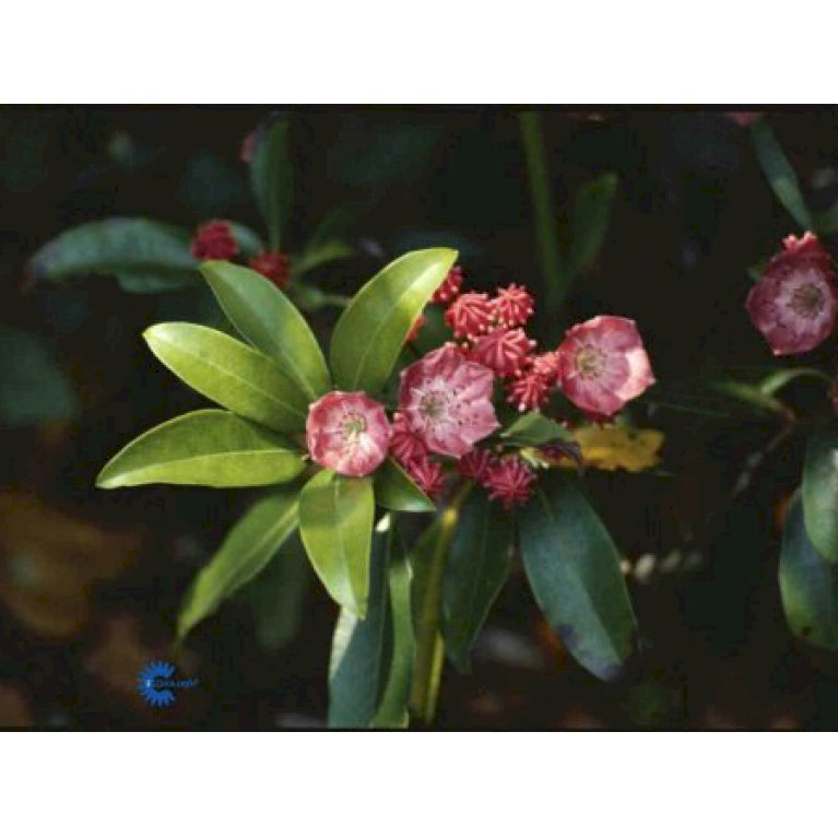 Kalmia angustifolia 'Rubra'
