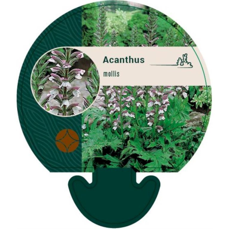 Blød Akantus