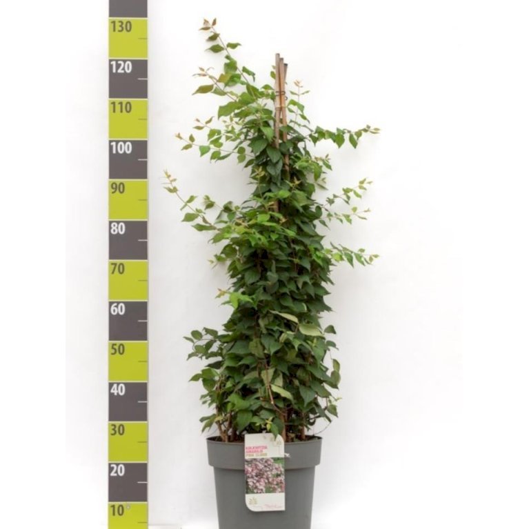 Dronningebusk 'Pink Cloud'