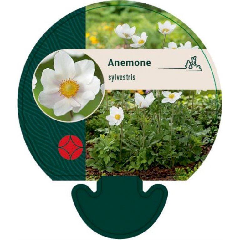 Sommer Anemone