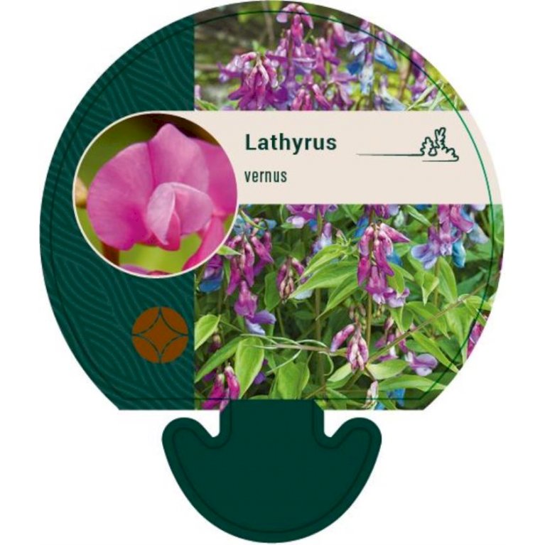 - Lathyrus vernus - Stauder Plantetorvet.dk