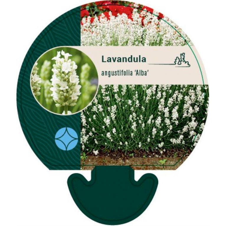 Lavendel 'Alba'