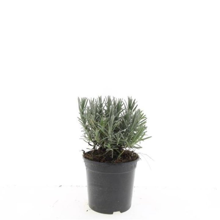 Lavendel 'Munstead'