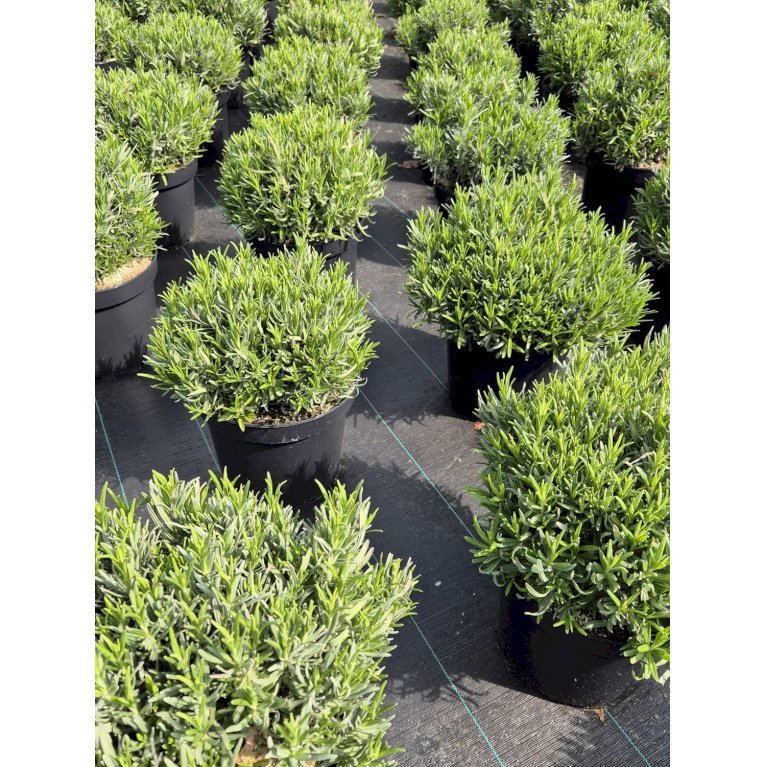 Lavendel 'Munstead'