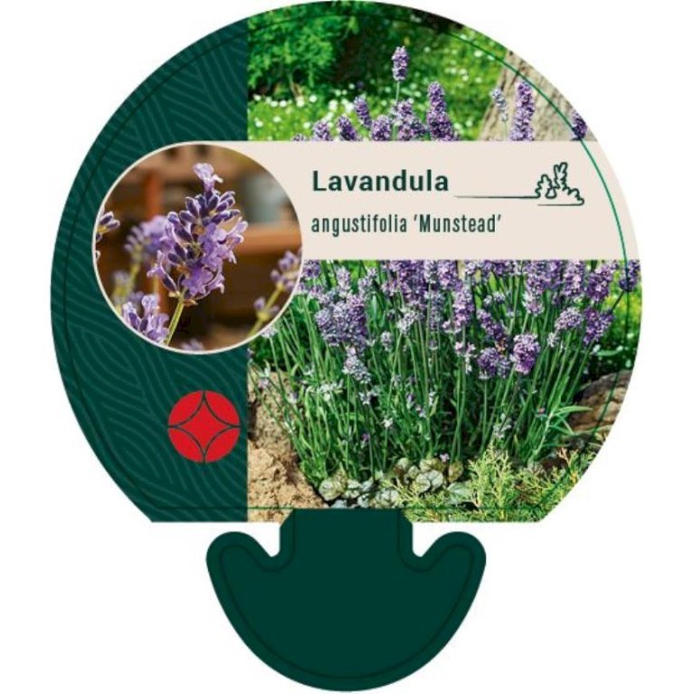 Lavendel 'Munstead'
