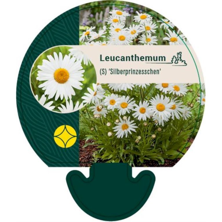 Kæmpemarguerit 'Sølvprinsessen'