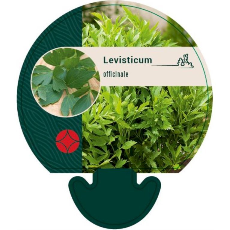 Løvstikke